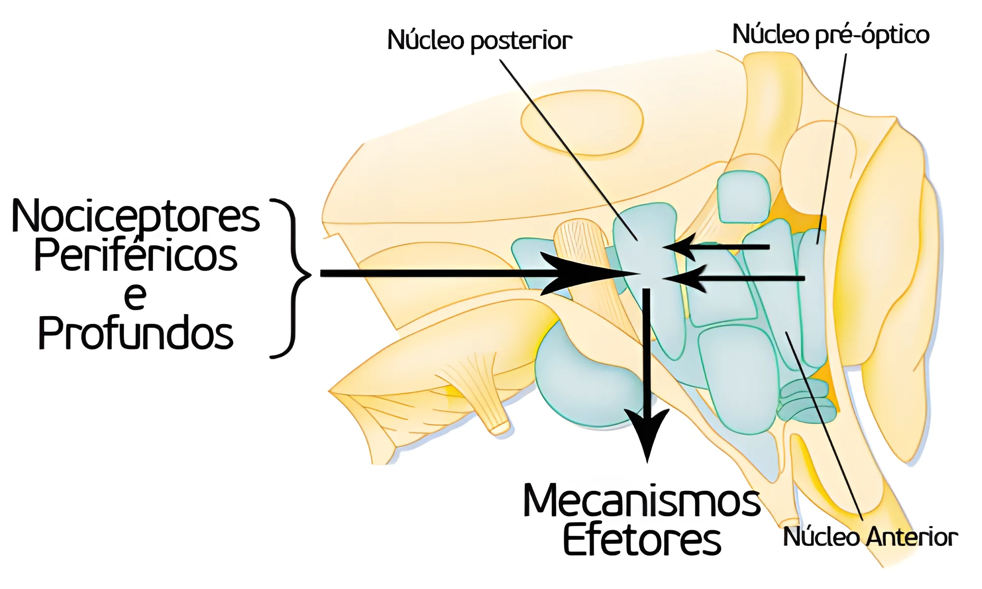 Termorregulação