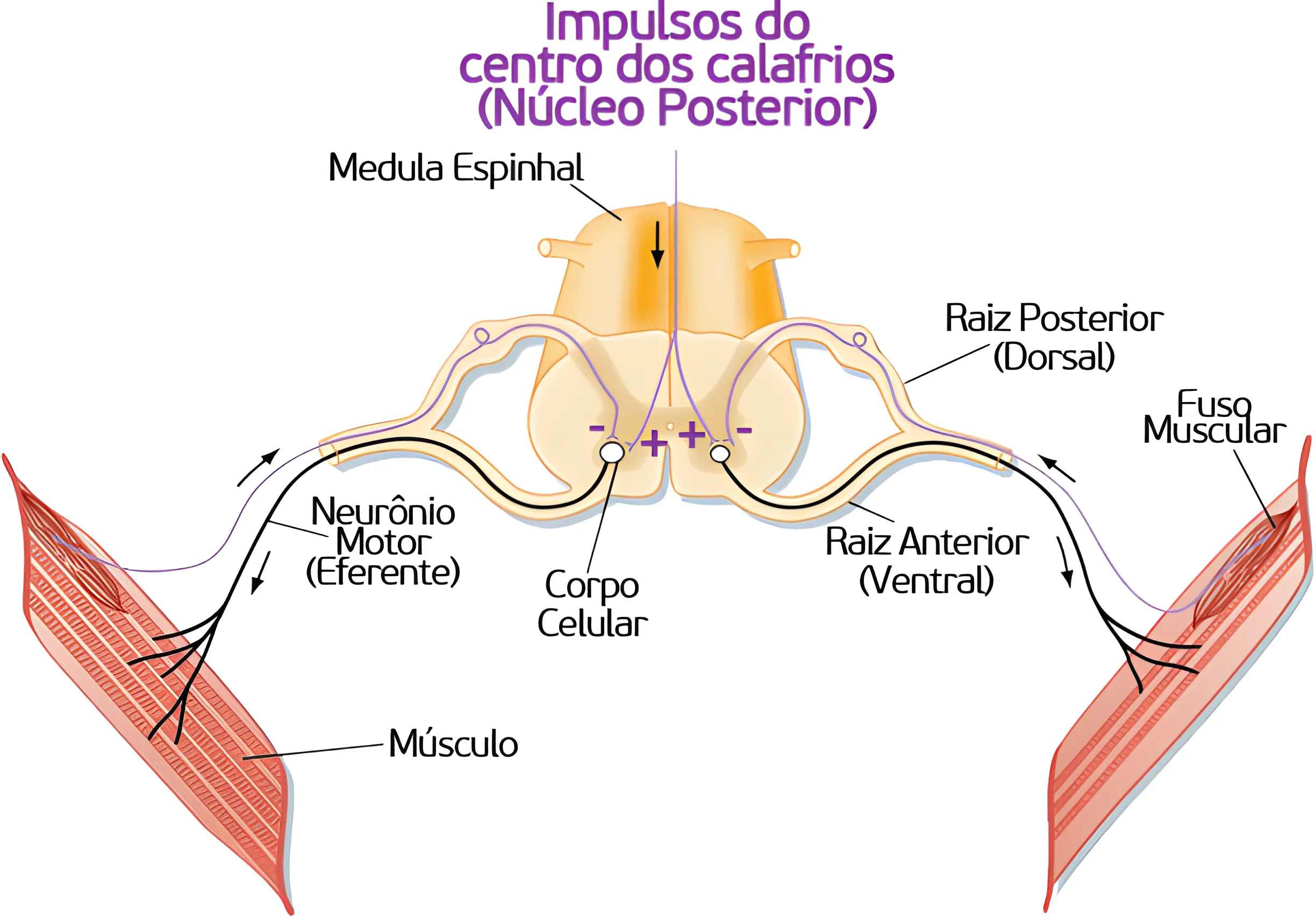 Termorregulação