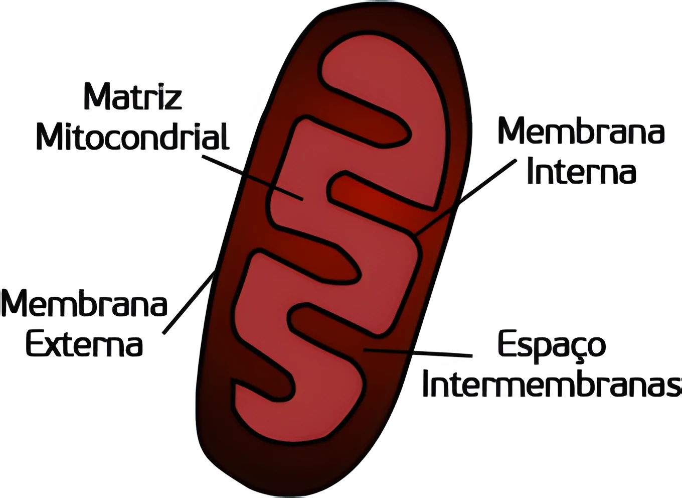 Termorregulação