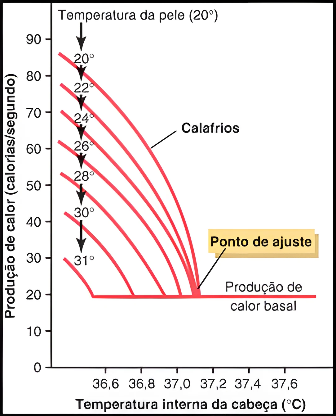Termorregulação